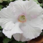 Achimenes Hoarfrost