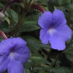 Achimenes India