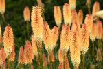 KNIPHOFIA TAWNY KING