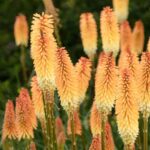 KNIPHOFIA TAWNY KING