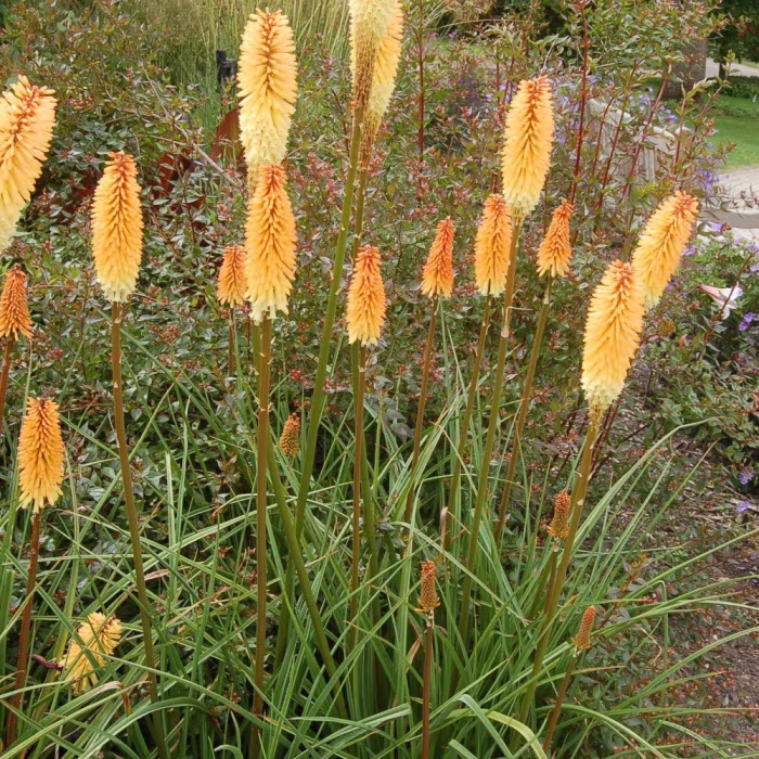 KNIPHOFIA TAWNY KING
