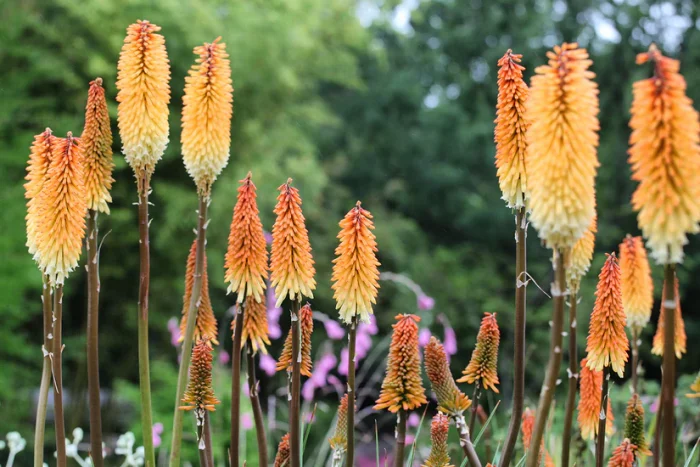 KNIPHOFIA TAWNY KING