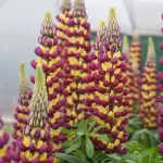 LUPINUS MANHATTAN LIGHTS