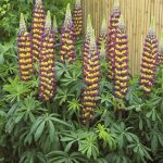 LUPINUS MANHATTAN LIGHTS