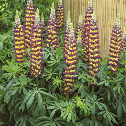 LUPINUS MANHATTAN LIGHTS