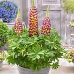 LUPINUS MANHATTAN LIGHTS