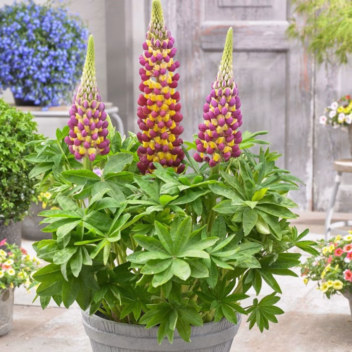 LUPINUS MANHATTAN LIGHTS