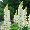 LUPINUS WHITE SHADES LEGEND.
