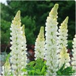 LUPINUS WHITE SHADES LEGEND.