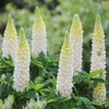 LUPINUS WHITE SHADES LEGEND.