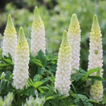 LUPINUS WHITE SHADES LEGEND.