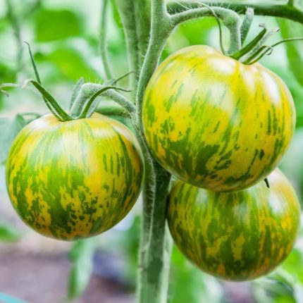 Semințe tomate Green Zebra 100 semințe