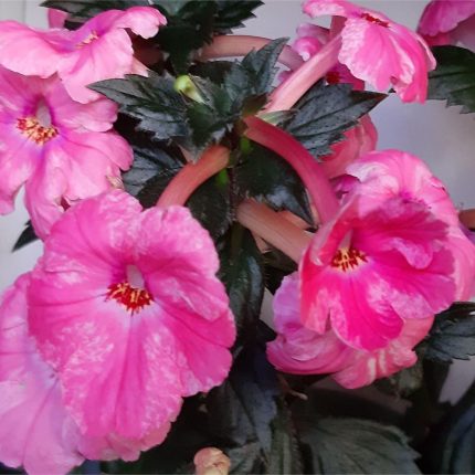 Achimenes Madam Bovary SPORT