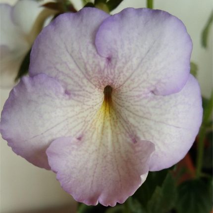 Achimenes Morning Drizzle