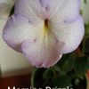 Achimenes Morning Drizzle