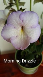 Achimenes Morning Drizzle