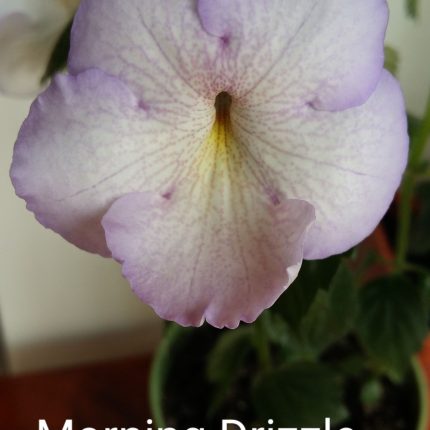 Achimenes Morning Drizzle