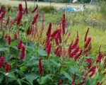 PERSICARIA AMPLEXICAULIS FAT DOMINO