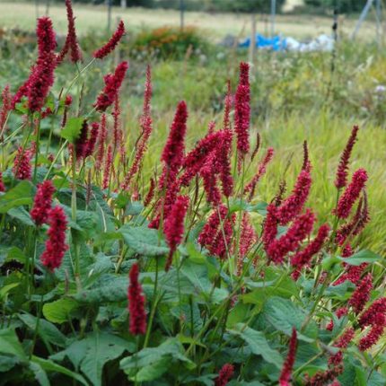 PERSICARIA AMPLEXICAULIS FAT DOMINO