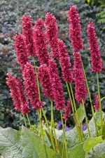 PERSICARIA AMPLEXICAULIS FAT DOMINO