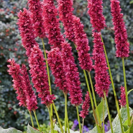 PERSICARIA AMPLEXICAULIS FAT DOMINO