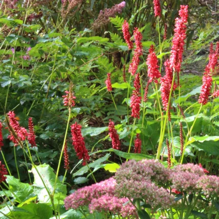 PERSICARIA AMPLEXICAULIS JS CALIENTE