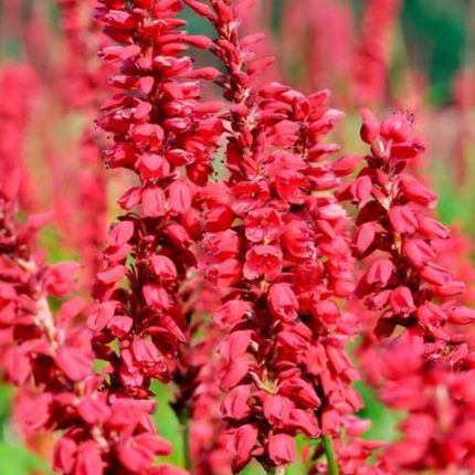 PERSICARIA AMPLEXICAULIS JS CALIENTE
