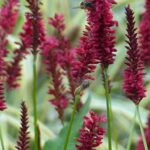 PERSICARIA BLACKFIELD