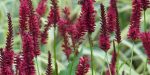 PERSICARIA BLACKFIELD