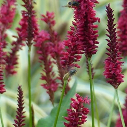 PERSICARIA BLACKFIELD