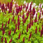 PERSICARIA BLACKFIELD