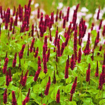 PERSICARIA BLACKFIELD