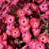 PHLOX FAMOUS CORAL PAN.