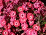 PHLOX FAMOUS CORAL PAN.
