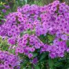 PHLOX FLAME LILAC PAN