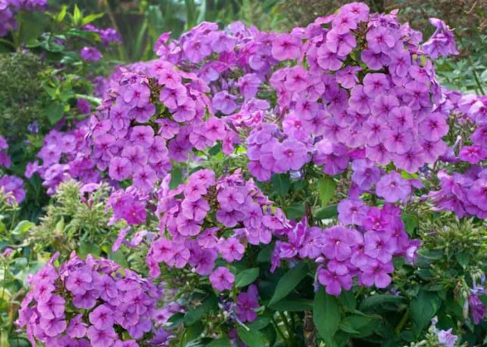 PHLOX FLAME LILAC PAN