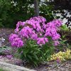 PHLOX FLAME LILAC PAN