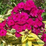 PHLOX GOLDMINE IMPROVED PAN.