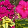 PHLOX GOLDMINE IMPROVED PAN.