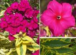 PHLOX GOLDMINE IMPROVED PAN.