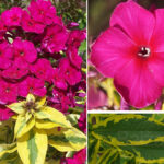 PHLOX GOLDMINE IMPROVED PAN.