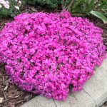 PHLOX MC DANIELS CRUSH SUB.