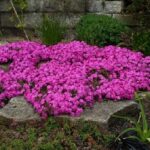 PHLOX MC DANIELS CRUSH SUB.