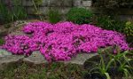 PHLOX MC DANIELS CRUSH SUB.