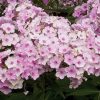 PHLOX NARWIANSKI WIR PAN.