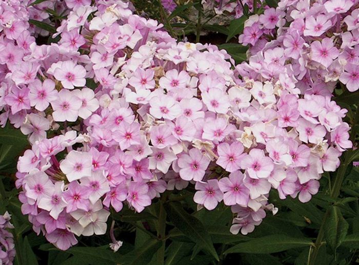 PHLOX NARWIANSKI WIR PAN.