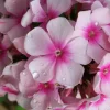 PHLOX NARWIANSKI WIR PAN.