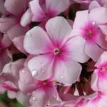 PHLOX NARWIANSKI WIR PAN.