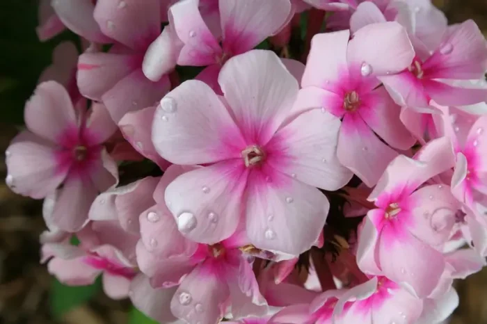 PHLOX NARWIANSKI WIR PAN.