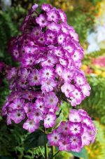 PHLOX PANICULATA FLAME PURPLE EYE